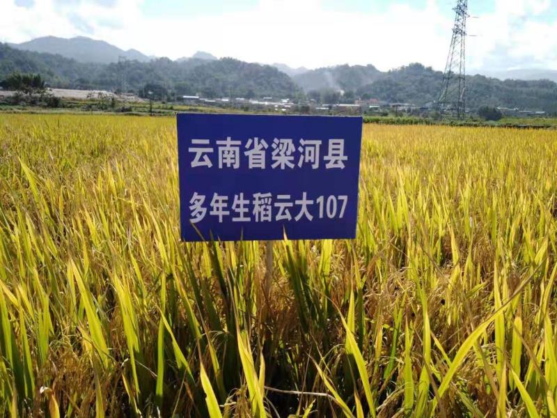 微信图片_2019110710485448