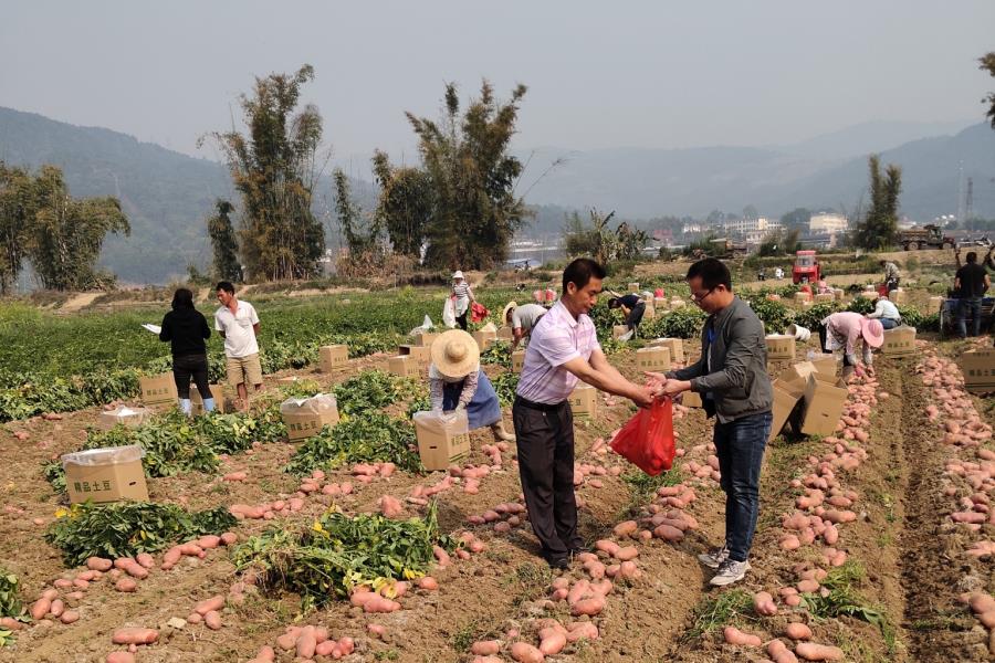 冬季马铃薯抽检