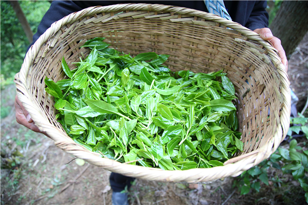 梁河114万元拍出野生古茶树鲜叶开采