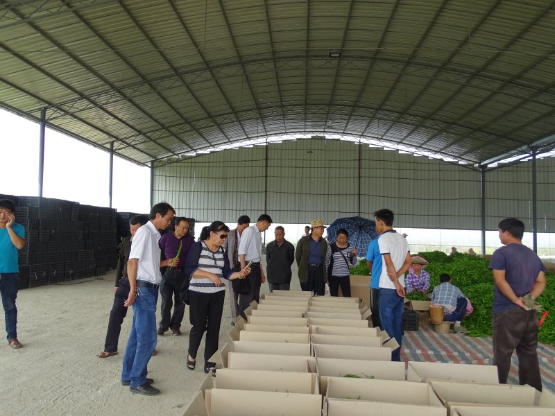 在芒蚌村胜园公司大棚蔬菜种植基地观摩
