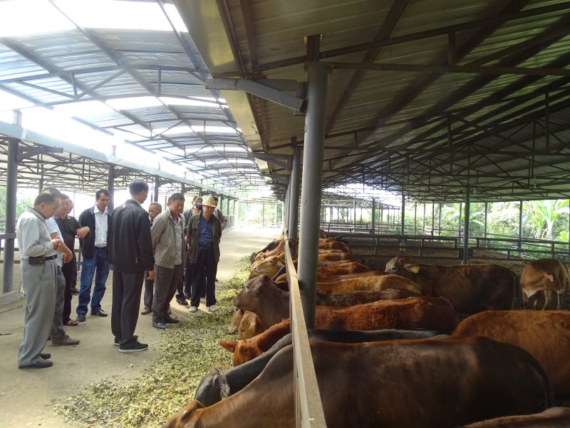 在勐养镇帮歪村红场景通公司养牛场观摩