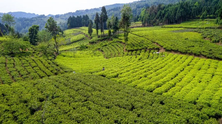 faa9a47c-dc61-4c23-a90b-cdbbecfd5b03_l