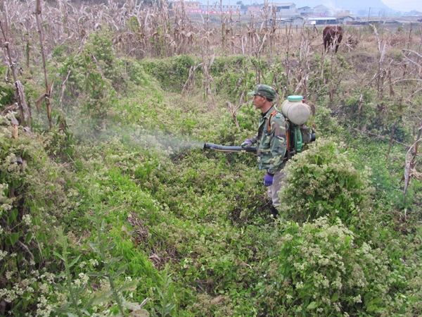 河西乡农业综合服务中心积极开展薇甘菊防除工作