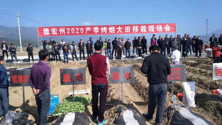 移栽现场
