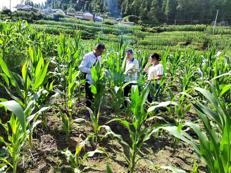 大春玉米调查（7月）