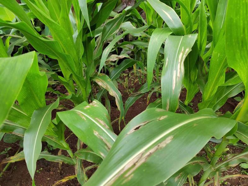玉米大斑病