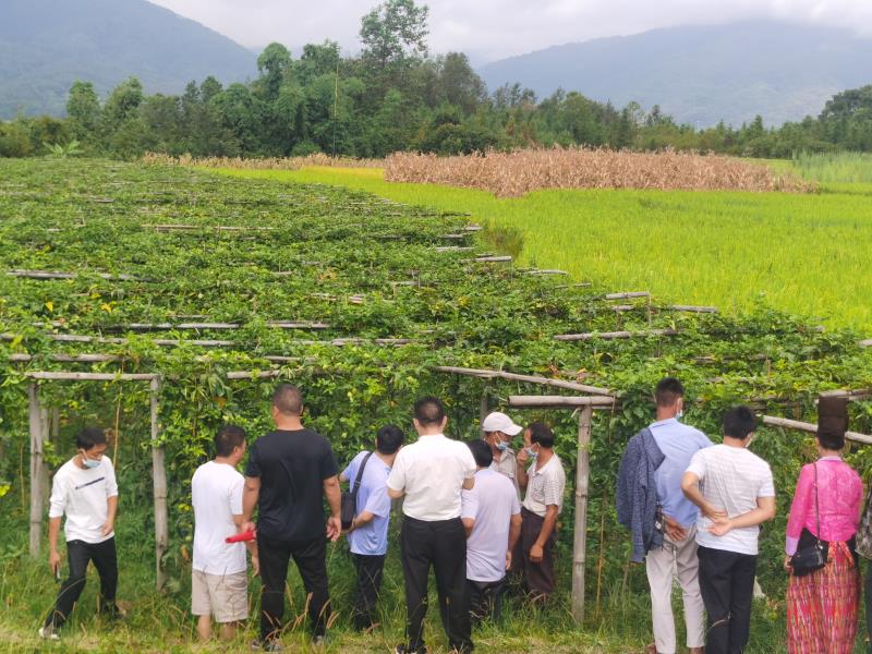 202209.16曩宋乡大水平百香果种植及病虫害防治培训 (6)