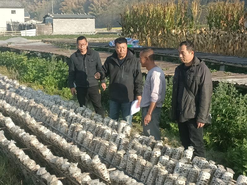 农技中心到九保查看黑木耳种植情况