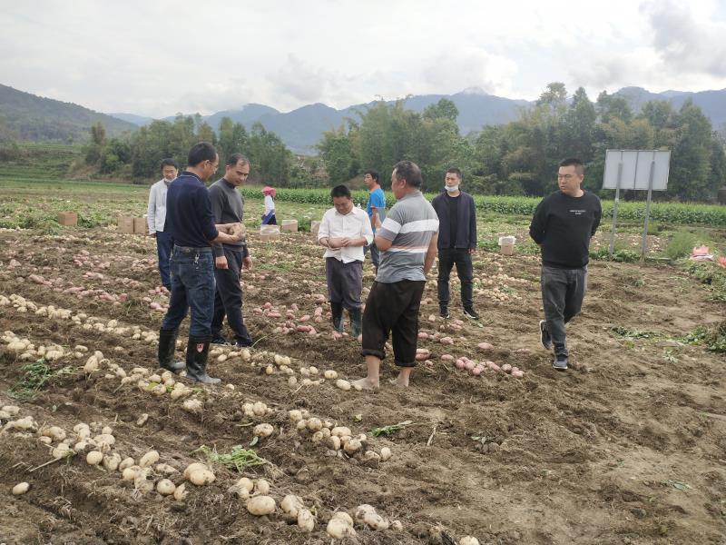 州级专家亲临指导测产